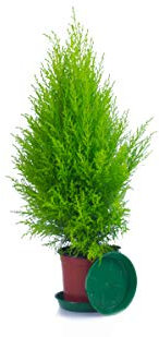 Zypressen 1 Stück in 70cm A1 Qualität MPS kontrolliert Unsere Pflanzen sind bereits für Sie vorgedüngt