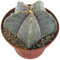 Fangblatt - Astrophytum myriostigma - echte Bischofsmütze im Ø 10 cm Topf - pflegleichter Kaktus - exotische Zimmerpflanze zum verlieben