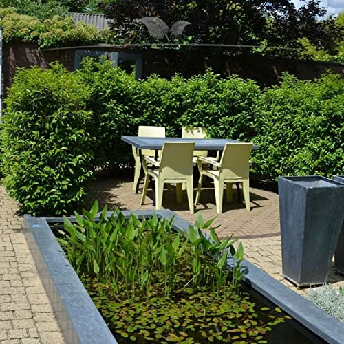Gardline - Prunus Portugiesischer Kirschlorbeer 180-200 cm. 3-150 Heckenpflanzen. Immergrün - 4 St. (ca. 2 Meter)