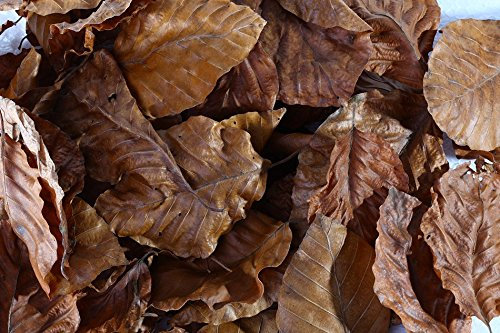 Buchen Laubblätter (braun), 100 Blätter - Garnelen- Schnecken- und Krebsfutter
