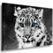 Julia-Art - Bilder Schneeleopard Leinwand mit Keilrahmen 70 x 50 cm Leinwandbild XXL Wandbild Tiere Kunstdrucke Tierwelten Bild Wanddesign Wanddekoration c-642v-206