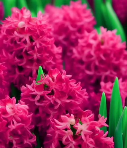 Hyazinthen Zwiebeln Dekorative Pflanzen FüR Den Garten Hyazinthen rhizome Hyazinthen zwiebeln Hyazinthen zwiebeln winterhart Hyazinthen zwiebeln