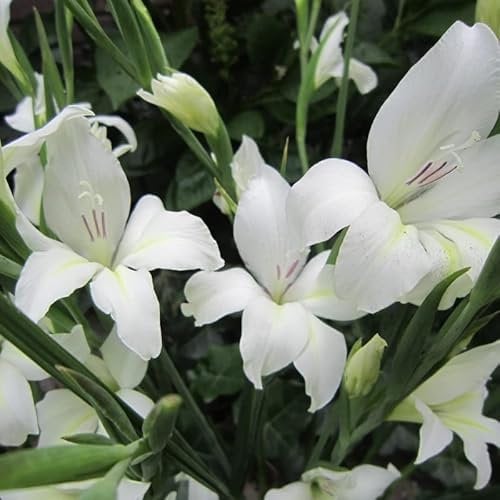 Gladiolen Albus | 10 Stück | Schnittblume | Weiß | 100% Blütegarantie | QFB Gardening