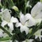 Gladiolen Albus | 10 Stück | Schnittblume | Weiß | 100% Blütegarantie | QFB Gardening