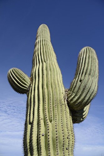 250 Semi GIGANTE Cactus Saguaro ~ 380mg Confezione Carnegia gigantea Southwest cactus