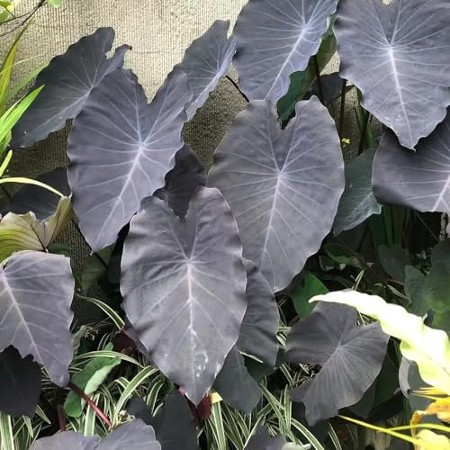 30 pcs elefantenohr pflanze winterhart samen - Colocasia Gigantea - balkonblumen, pflanzen winterhart draußen, elefantenohr samen (Leucocasia gigantea) winterharte blumen, garden