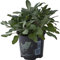 Salvia en maceta, diámetro de 14 cm, plantas aromáticas, hierbas aromáticas, plantas aromáticas