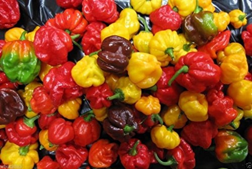 Scotch Bonnet Pepe semi- (Caraibi Mix) - Rosso, Giallo, E Cioccolato! (25)
