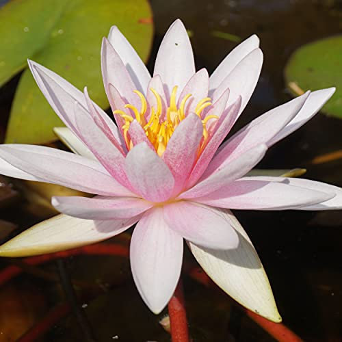 Blumixx Stauden Nymphaea Hybride 'Fritz Junge' - Seerose, im 1,0 Liter Topf magenta blühend