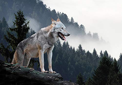 wandmotiv24 Fototapete Timberwolf Wald, 400 x 280 cm - selbstklebende Strukturtapete, Wanddeko, Wandbild, Wandtapete, Wolf, Berg, Tannenwald M1479