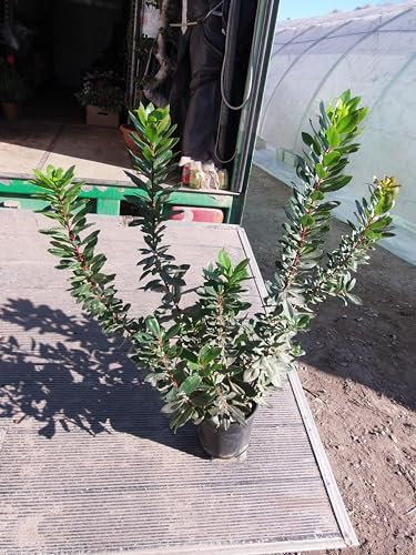 Erdbeerbaum (Arbutus unedo), Sie erhalten einen schönen Busch