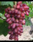 Weinreben, Vitis vinifera, Weinreben winterhart,Winterhartes,Tafeltraube Weintrauben kernlos, Traubenwurzel Pflanze, Tafel-Trauben,winterharte pflanzen-1 Weinreben pflanzen-C