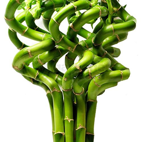 Lucky Bambou 40 cm - 5 tiges spiralées - Plante d'intérieur en pot Rebord de fenêtre