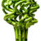 Lucky Bambou 40 cm - 5 tiges spiralées - Plante d'intérieur en pot Rebord de fenêtre