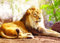 Nathan Puzzle 1500 Teile – Der König der Savanne – Erwachsene und Kinder ab 14 Jahren – Hochwertiges Puzzle – perfekte Integration – Kollektion Wildlife – 12000951