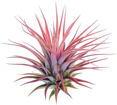 Planta Natural Tillandsia Ionantha de Color Rojo Ideal para Terraza y Jardín Planta del Aire Que No Necesita Tierra para Vivir Flor Roja Natural Clavel del Aire