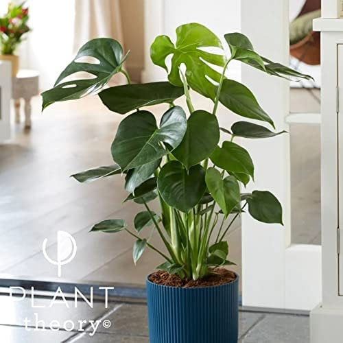 Plant Theory 60cm Monstera Deliciosa Large Swiss Cheese Plant Monstera Pertusum Indoor Plant 21cm Pot