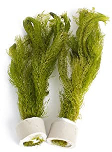 PondPlantsUK 2 x Live Plants for aquascaping, mosses, Fern, Tropical Aquatic Plants in Ceramic Weights (Myriophyllum Hippuroides)