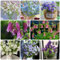 50 Pcs Glockenblume Hängend Samen - Geschenke Für Gärtner, Winterharte Blumen,Campanula Medium, Bonsai Samen, Steingartenpflanzen Winterhart Pflanzen Garten