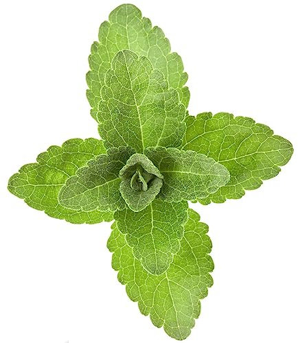 100 Stevia Samen Bio, Stevia Rebaudiana, Kräuterbeet Planzen Topfpflanzen Draußen Winterhart Gemüsepflanzen Zimmerpflanzen Wenig Lichtbedarf Pflanzen Anzucht Plant Geschenk Für Gartenfreunde