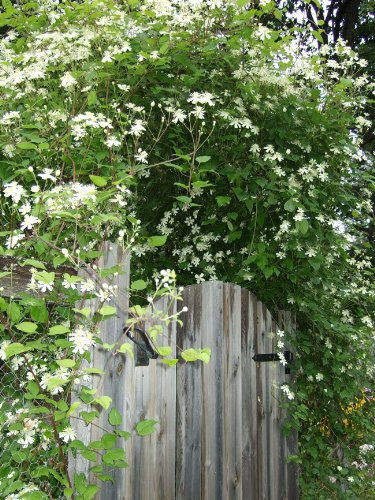 Clematis Summer Snow 'Paul Farges' 60 x Seeds: Only seeds