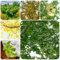 10 pcs Ginkgo Samen, Gingko Baum exotische pflanzen samen extrem winterharte kübelpflanzen Gingko Baum - Ginkgo biloba - indoor garden seltene pflanzen zimmerpflanzen kübelpflanzen