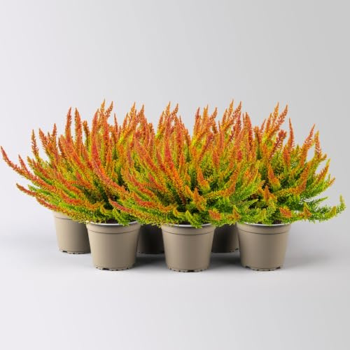 Besenheide SKYLINE®, orange-grün, Topf-Ø 12 cm, 6 Pflanzen