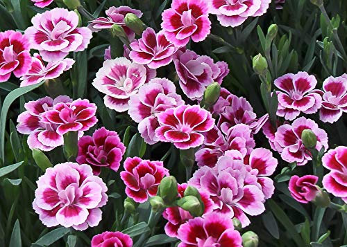 Dianthus Pink Kisses in a 10.5cm Pot - Perennial Carnation Dianthus Plant Ready to Plant.