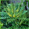 Mahonie -Winter Sun- Mahonia Media - Winterblüher mit gelben, honig-duftenden Blüten - Immergrüner Strauch von Garten Schlüter - Pflanzen in Top Qualität (30-40 cm)