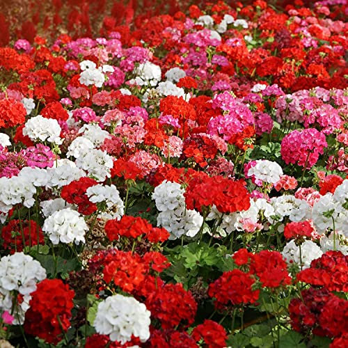 Sobre Semillas Geranio Semillas Vivas Flores Geranio Exterior Variedad Color
