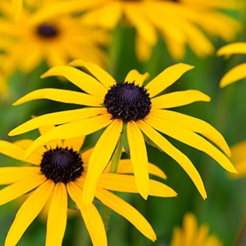 6 x Sonnenhut - Rudbeckia Fulgida Deamii Topf 9x9cm: Lebendige Blütenpracht für sonnige Bereiche