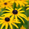 6 x Sonnenhut - Rudbeckia Fulgida Deamii Topf 9x9cm: Lebendige Blütenpracht für sonnige Bereiche