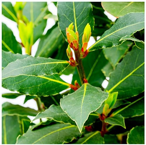 Laurus nobilis/Bay Tree in 2L Pot, Cooking Bay Leaf Tree Bayleaf Plant 3fatpigs®