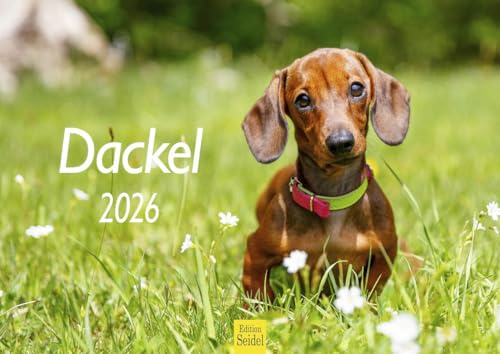 Edition Seidel Premium Kalender Dackel 2026 Format DIN A4 Wandkalender Hundekalender Hund Welpe Hunderasse Haustier
