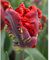 Tulpe 'Roccoco', Papageientulpe, Tulipa, rot - 3 Zwiebel im Topf 11 cm vorgetrieben, in Gärtnerqualität von Blumen Eber - 11 cm