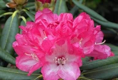 Rhododendron yakushimanum Barmstedt - Ball Rhododendron - 25-30cm