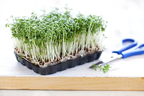 5000 Samen Kresse Gartenkresse Bio Lepidium Sativum Garten Küchen Kräuter Samen
