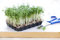 5000 Samen Kresse Gartenkresse Bio Lepidium Sativum Garten Küchen Kräuter Samen
