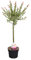 Bloomique - Salix Flamingo - Harlekinweide - Winterharte Balkonpflanzen - Gartenpflanzen Winterhart - Höhe 60-80 cm - Topf 17 cm