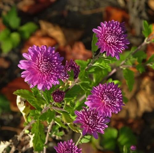Winteraster Schweizerland - Chrysanthemum hortorum - lebende Gartenpflanze aus den Baumschulen