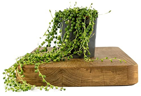String of Pearls Senecio Rowleyanus 15-20cm Tall in a 12cm Pot