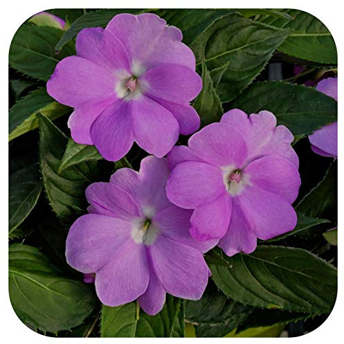SunPatiens® Impatiens Vigorous Lavender Large Plug Plants x 3 Busy Lizzies