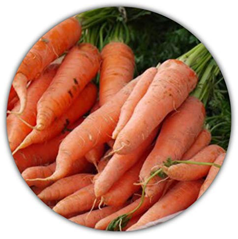 Riesen Mohrrüben/Karotten/Möhren/einzigartig und geschmackvoll/ca. 50 Samen/Hoher Carotingehalt/Vitaminbombe