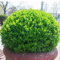 Stechpalme samen， ilex crenata（buchsbaum）， bonsai samen，topfpflanzen samen anzucht，gartenpflanzen balkonpflanzen，pflanzen garten pflanzensamen，pflanzen winterhart draußen geschenke für 50pcs