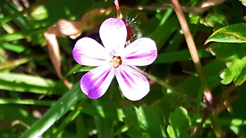 Geranium ROBERTIANUM CRANESBILL HERB Robert Classic English Wildflower Edible HERB 7CM Pot