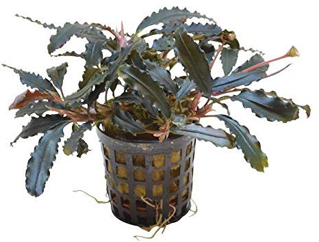 Aquatic Plants - Vier Pflanzen von Selten BUCEPHALANDRA *TOP-RARITÄT*