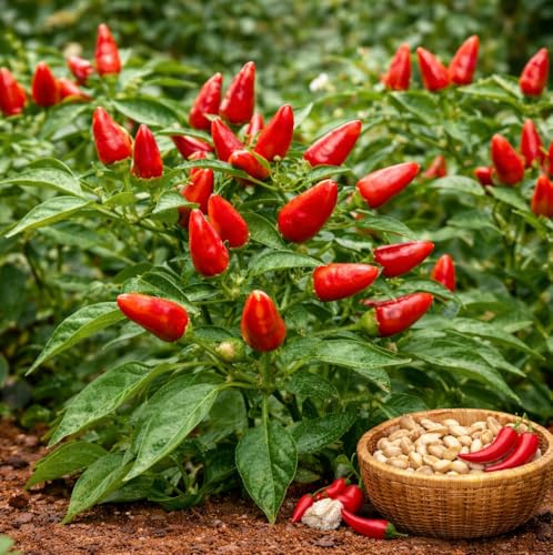 Semi di Peperoncino Calabrese Diavolicchio – 30 Semi – Piccante Medio – Varietà Italiana – Coltivazione Facile in Vaso, Balcone e Orto