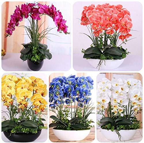 . 100 pz piante di orchidee di alta qualità alta simulazione fiore phalaenopsis orchidee piante per la casa giardino: rosso