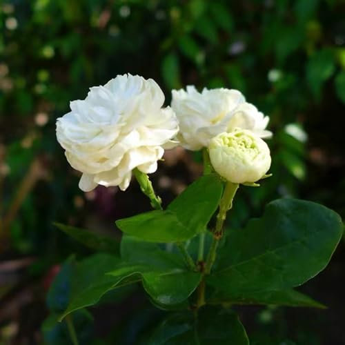 100 pcs jasmin pflanze winterhart samen - wildblumensamen mehrjährig winterhart,Jasminum sambac, bienenweide saatgut pflanzenkübel bonzai baum gewächshaus balkon bonsai baum blumensamen