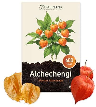 Grounding – Physalis Samen (Zier-Lampionblume) – 600 Samen, Höhe 80 cm – Physalis alkekengi ideal für Balkon und Beete – leicht zu kultivieren – Europäische Qualität